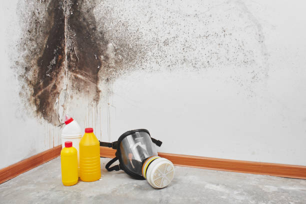 Best White Mold Remediation in South Fallsburg, NY