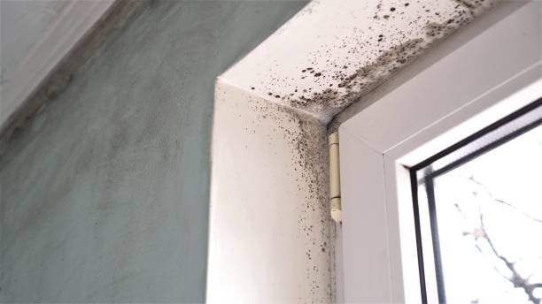 Trusted South Fallsburg, NY Mold Remediation Experts