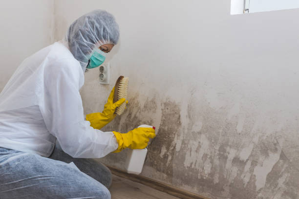 Best Residential Mold Remediation in South Fallsburg, NY