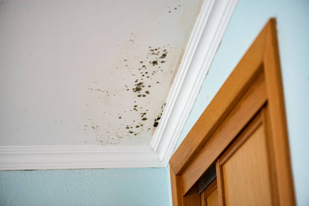 Best HVAC Mold Remediation in South Fallsburg, NY