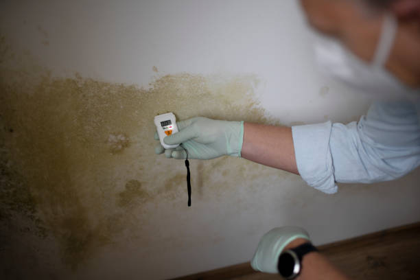 Best Bathroom Mold Remediation in South Fallsburg, NY