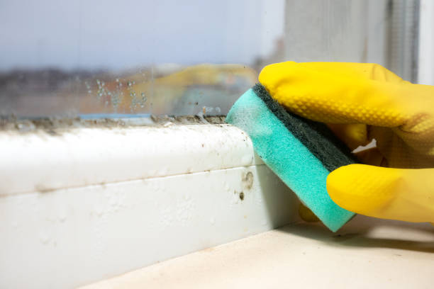 Best Basement Mold Remediation in South Fallsburg, NY