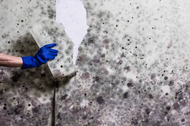 Best Commercial Mold Remediation in South Fallsburg, NY